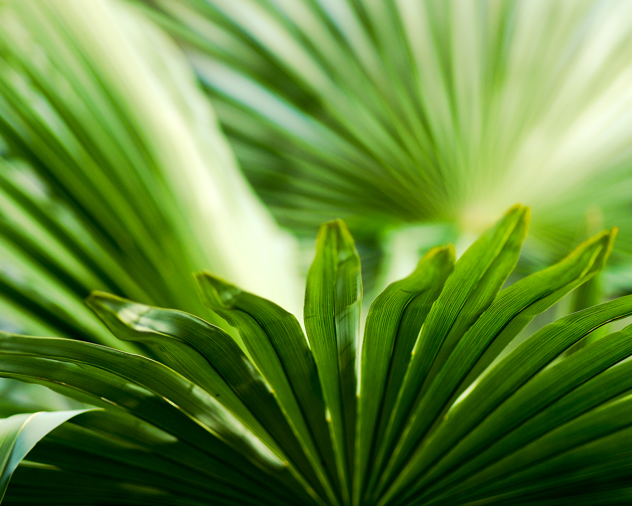 Листья зелени