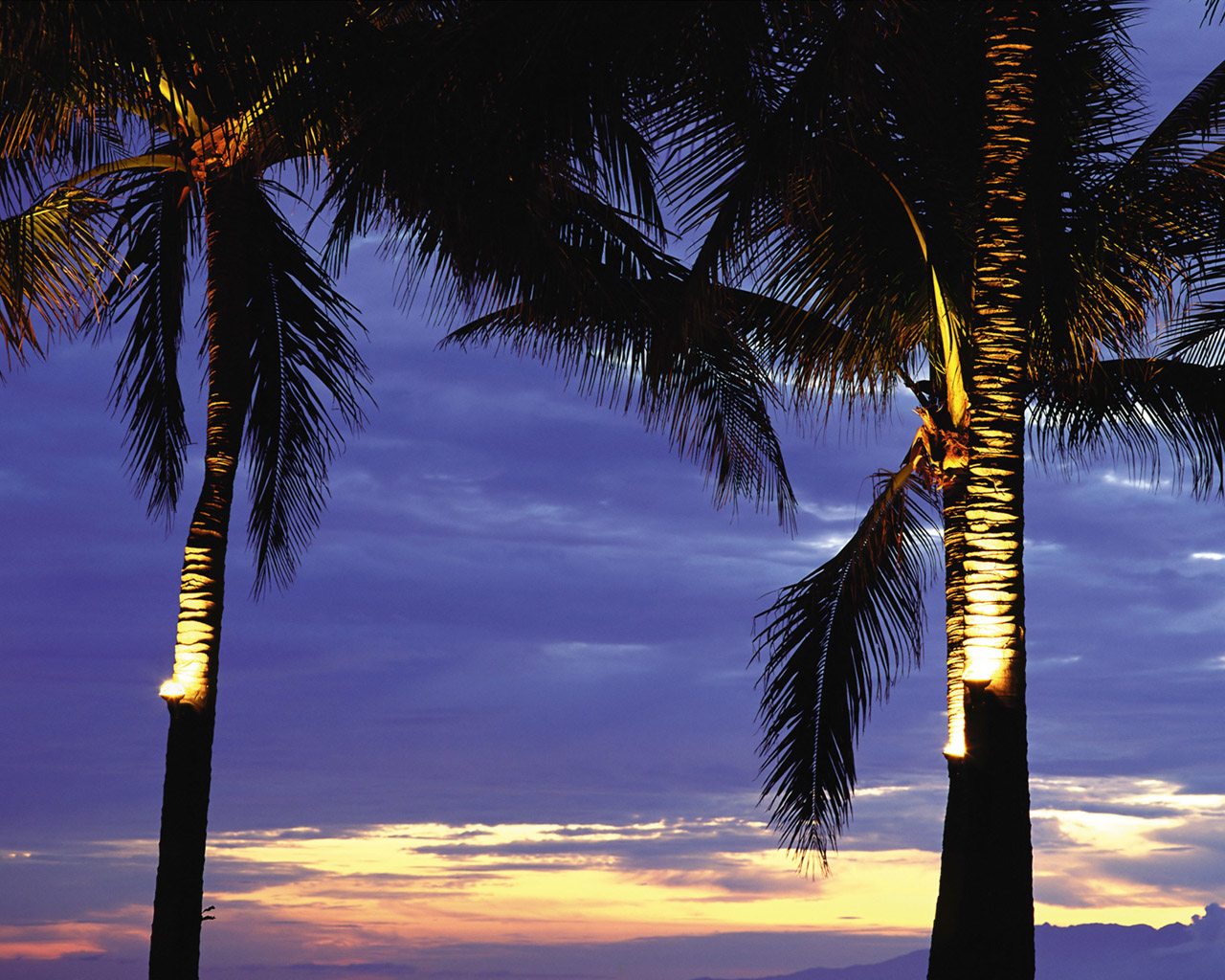 Пальмы в лучах заката