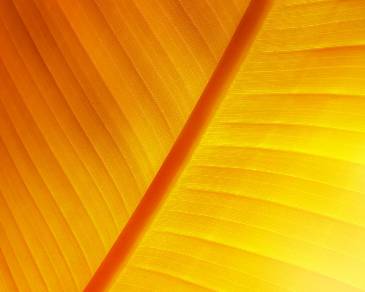 Солнечный лист растение