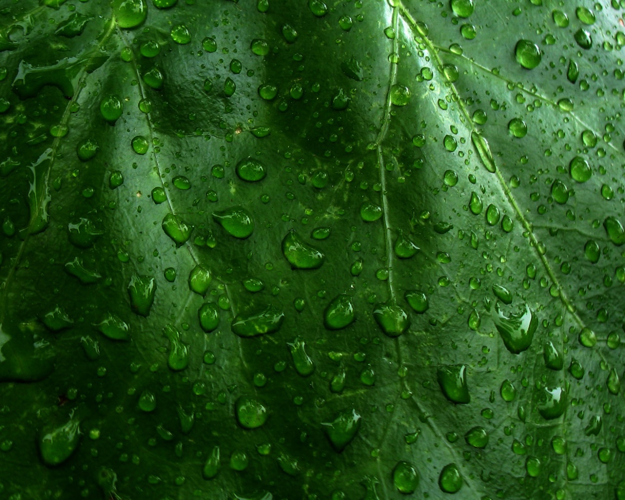 Влажный зеленый листик
