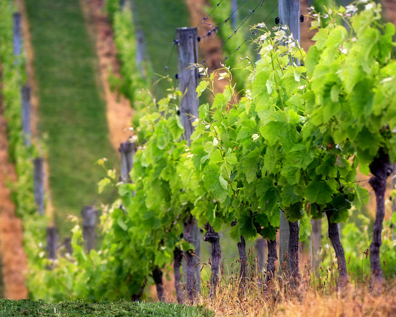 Виноградник