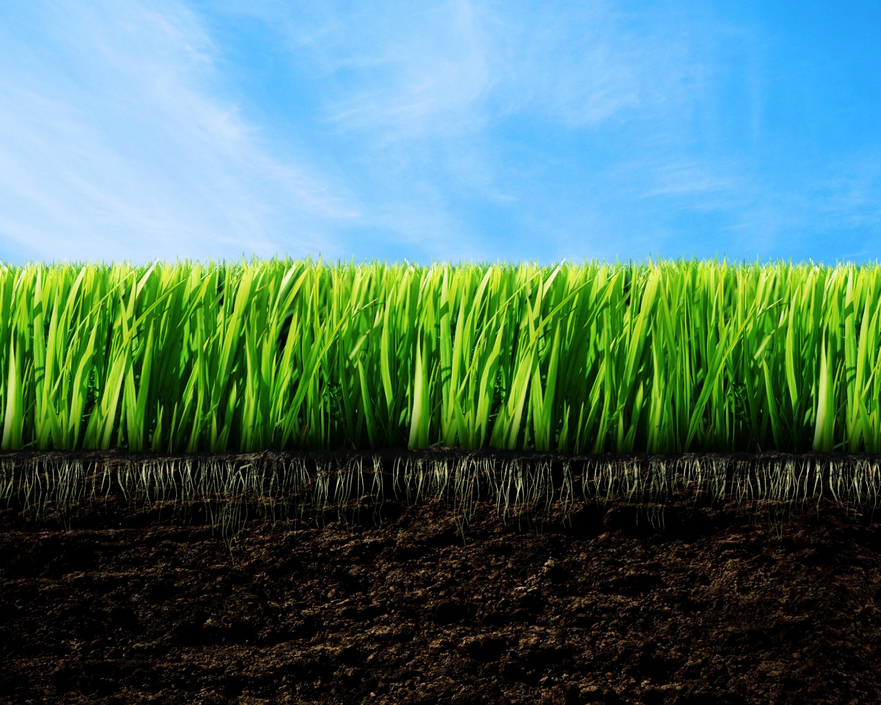 зеленая трава