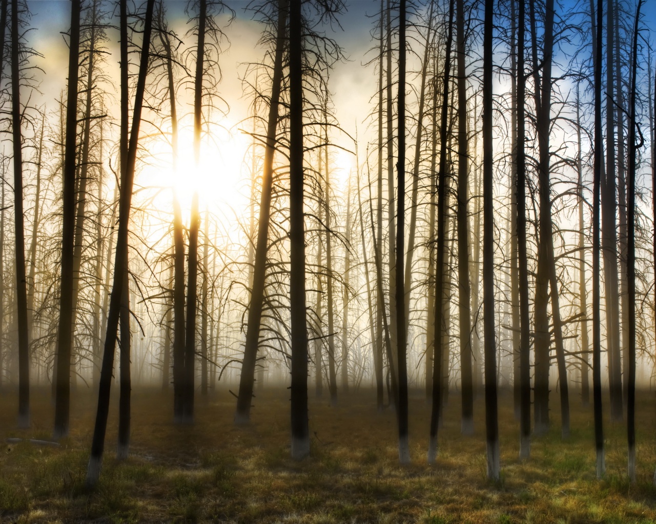 Деревья на закате