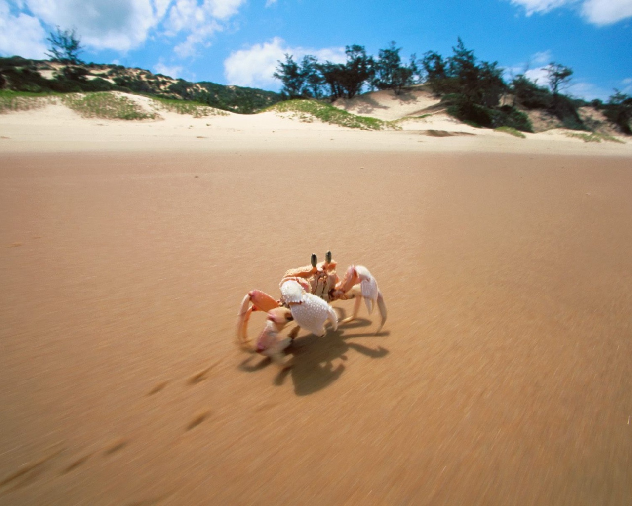 Краб на пляже