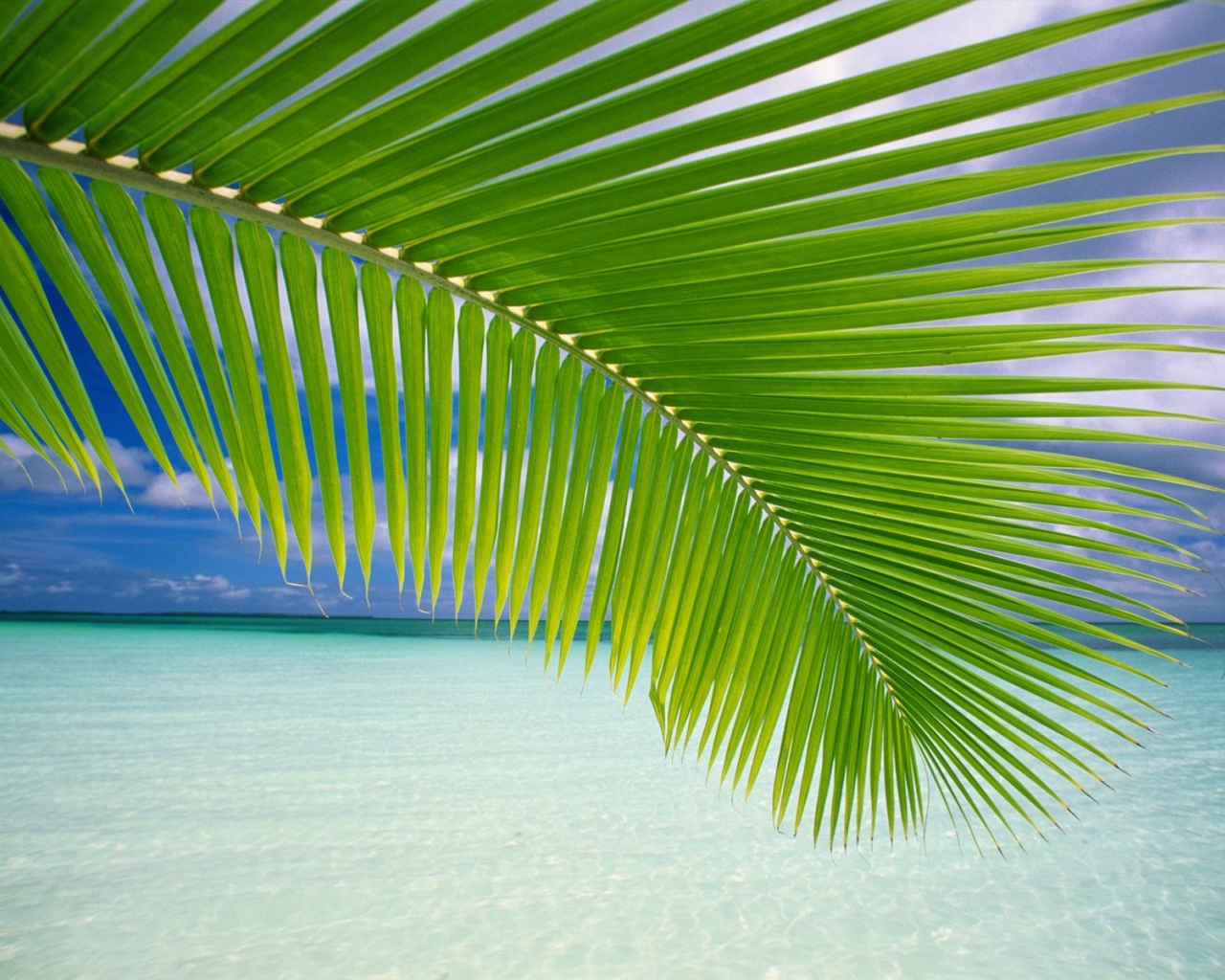 Пальмовая ветвь