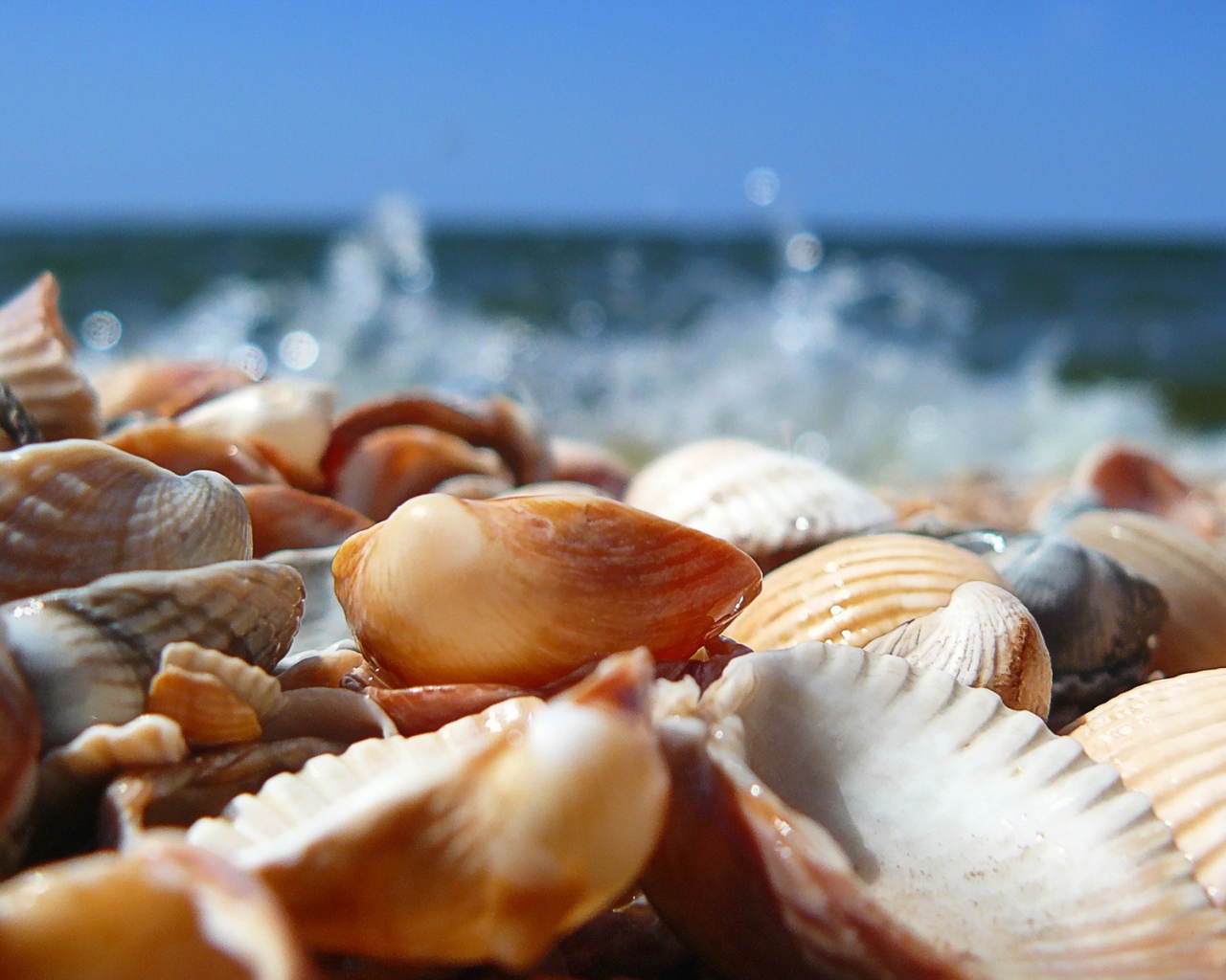 Морские ракушки