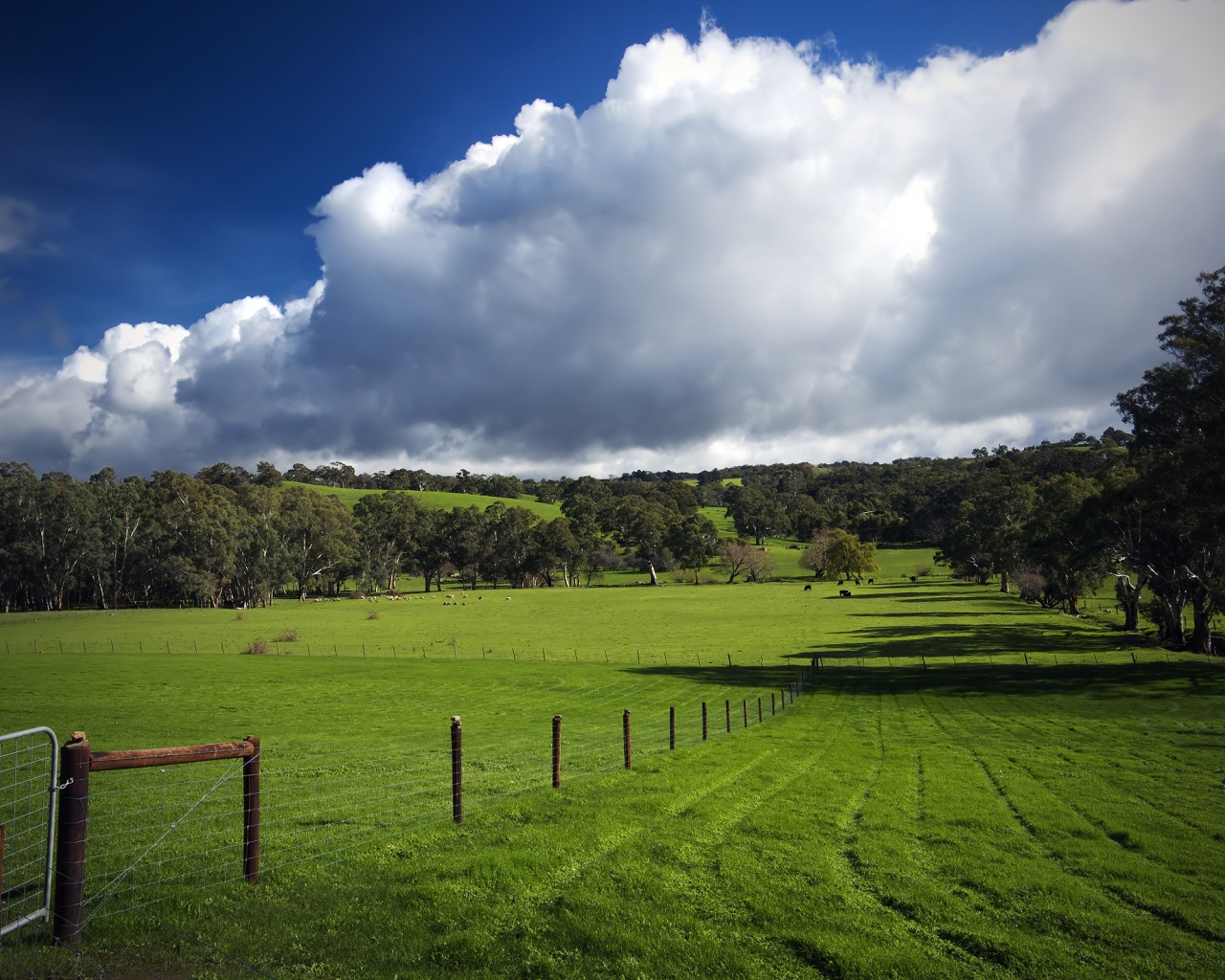Красивое зеленое поле