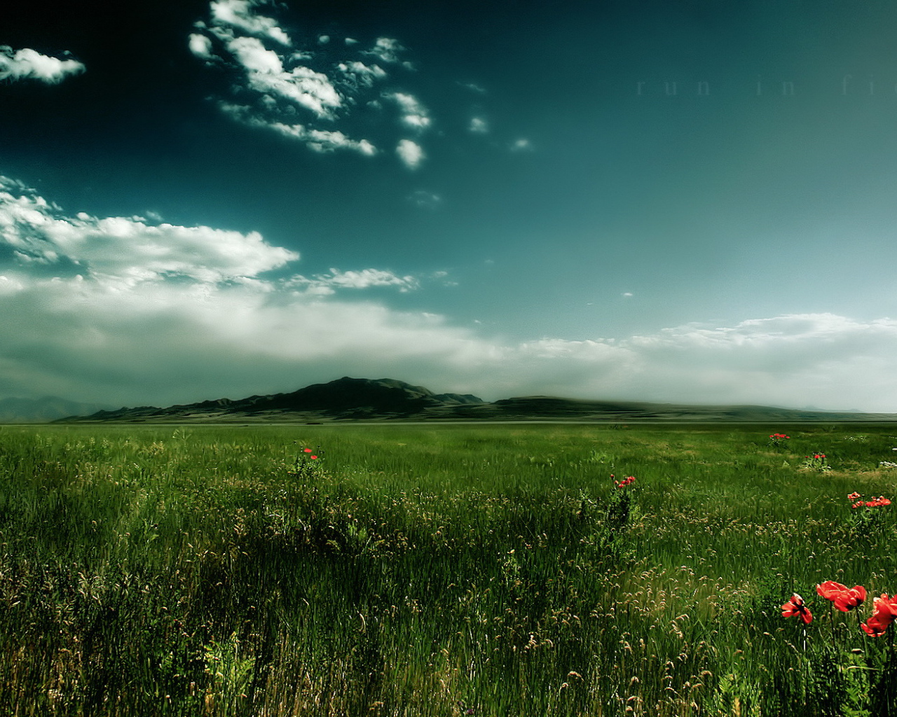 Зеленое поле