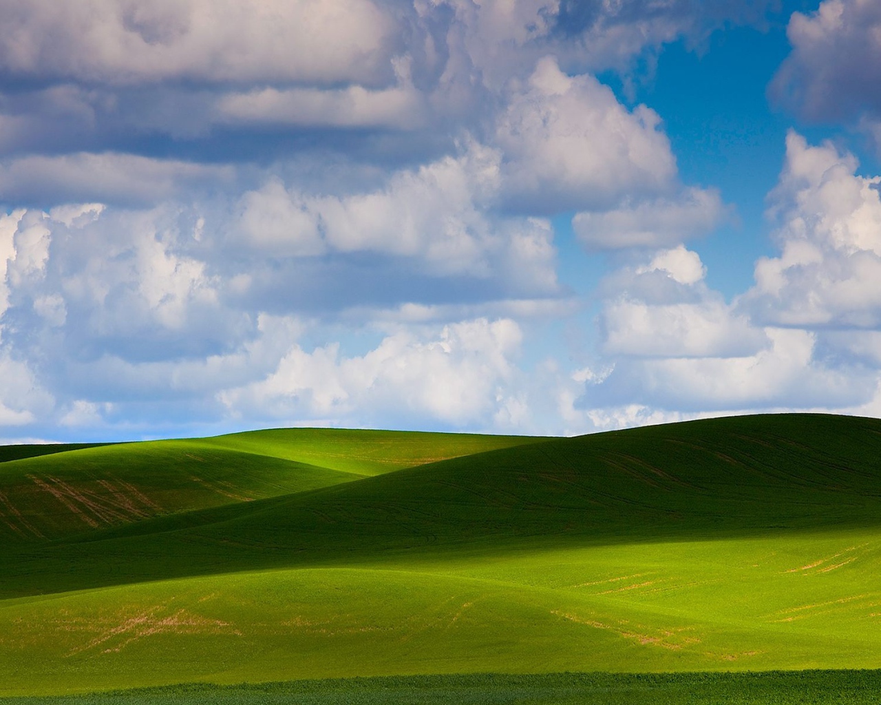 Зеленое летнее поле