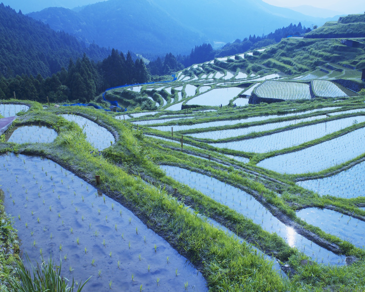 Рисовые поля