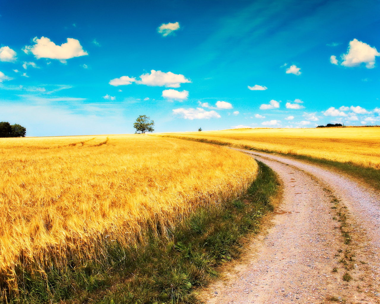 Дорога среди полей