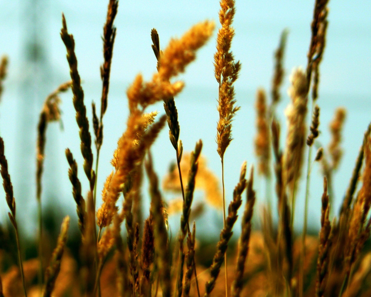 Полевые колоски