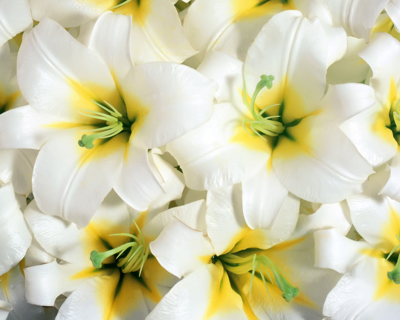 Красивые цветы