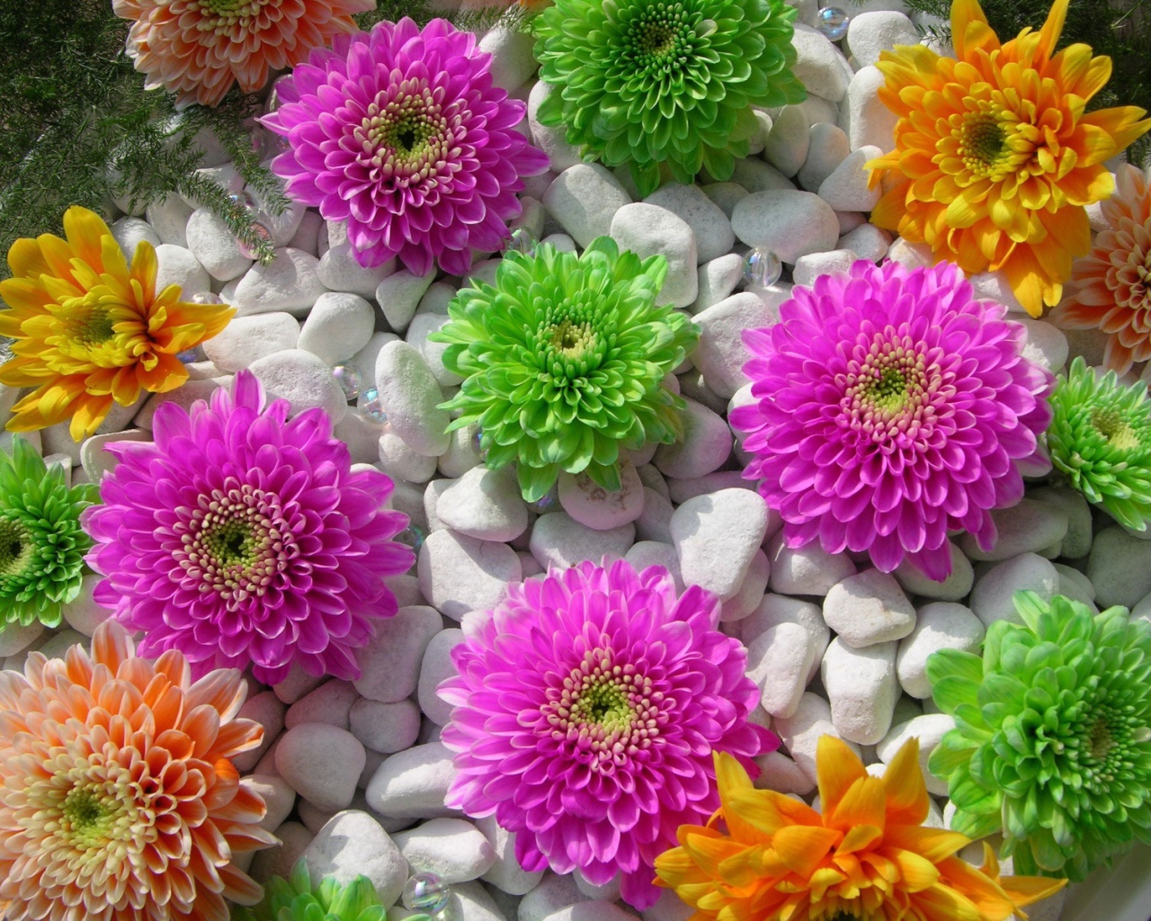 Красивые цветы