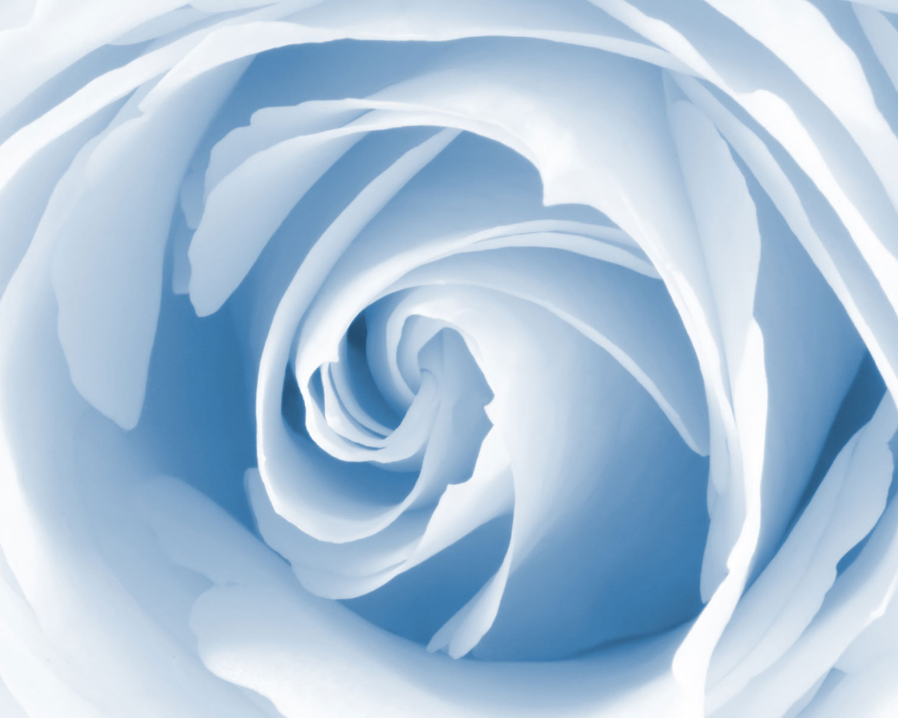 Голубая роза