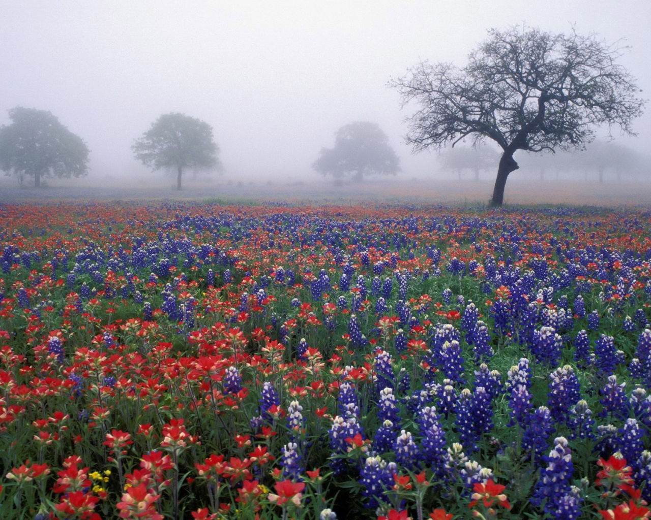 Полевые цветы в тумане