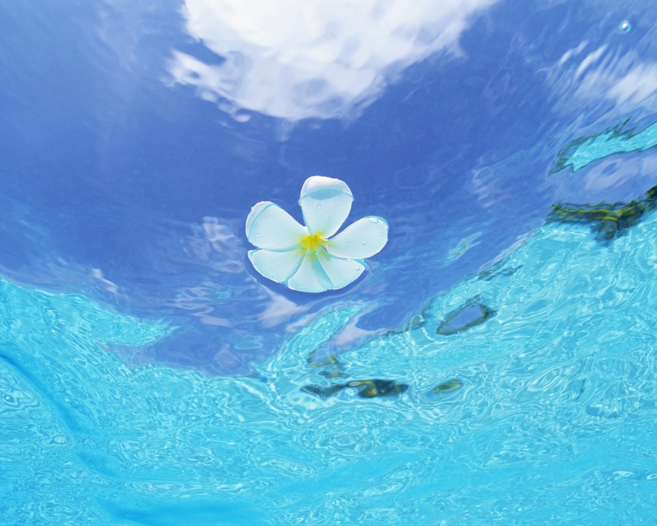 Цветок в воде