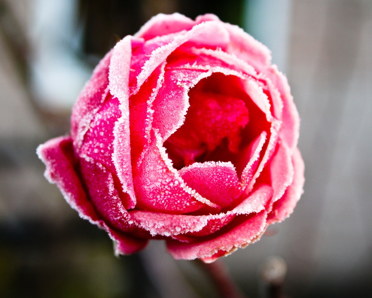 Отмороженная роза