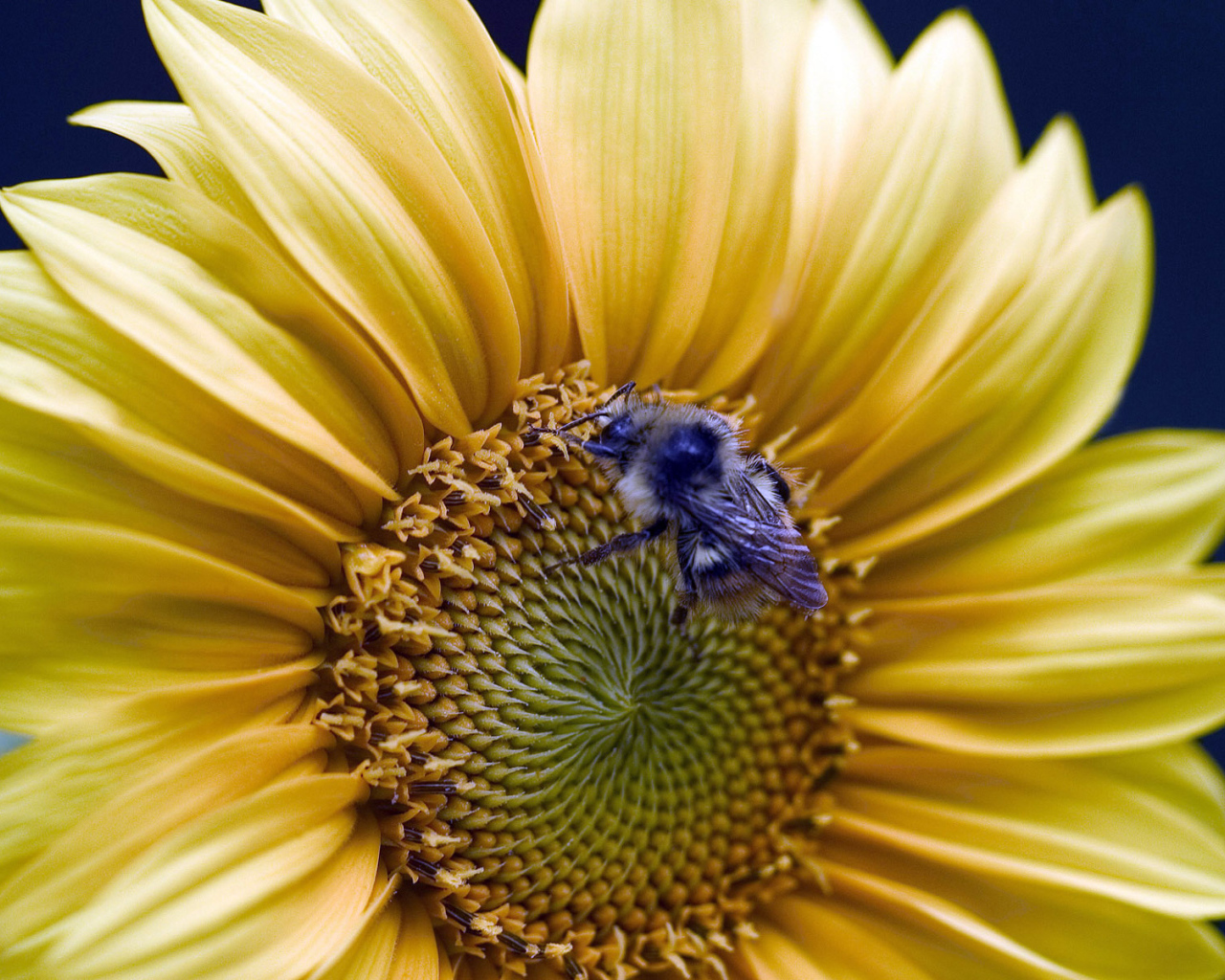 Золотой подсолнух