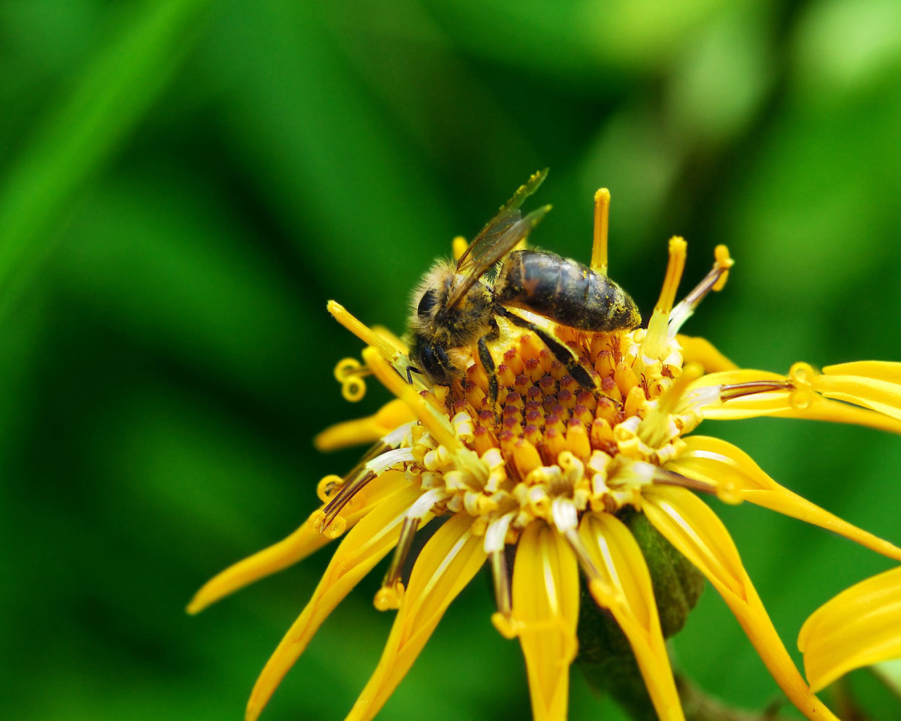 Насекомое на цветке