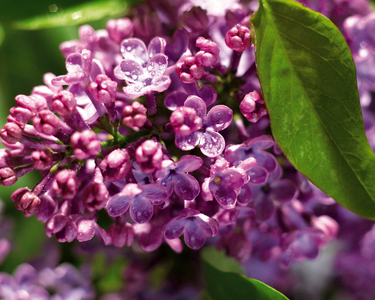 Одинокая ветка сирени