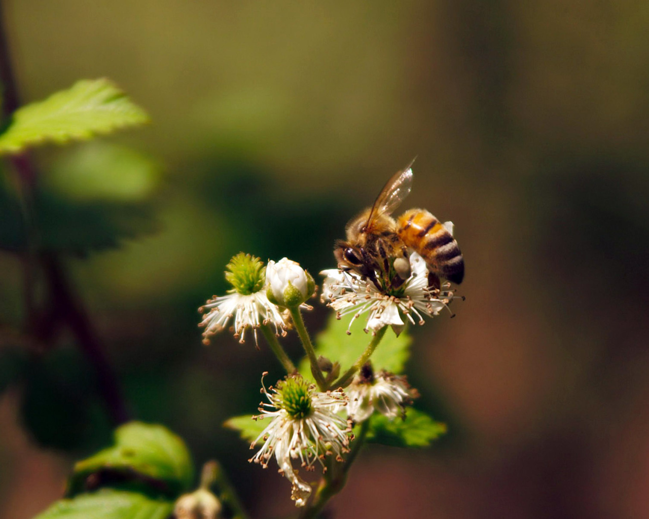Весенние цветы