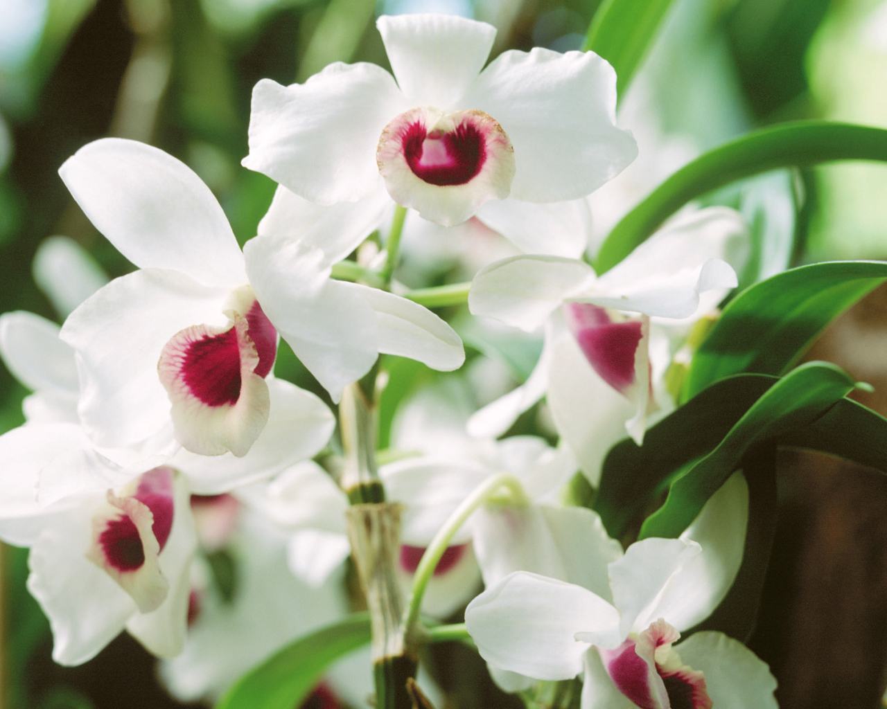 Запах красивых цветов