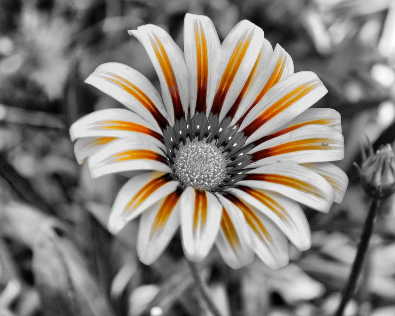 Тигровый цветок