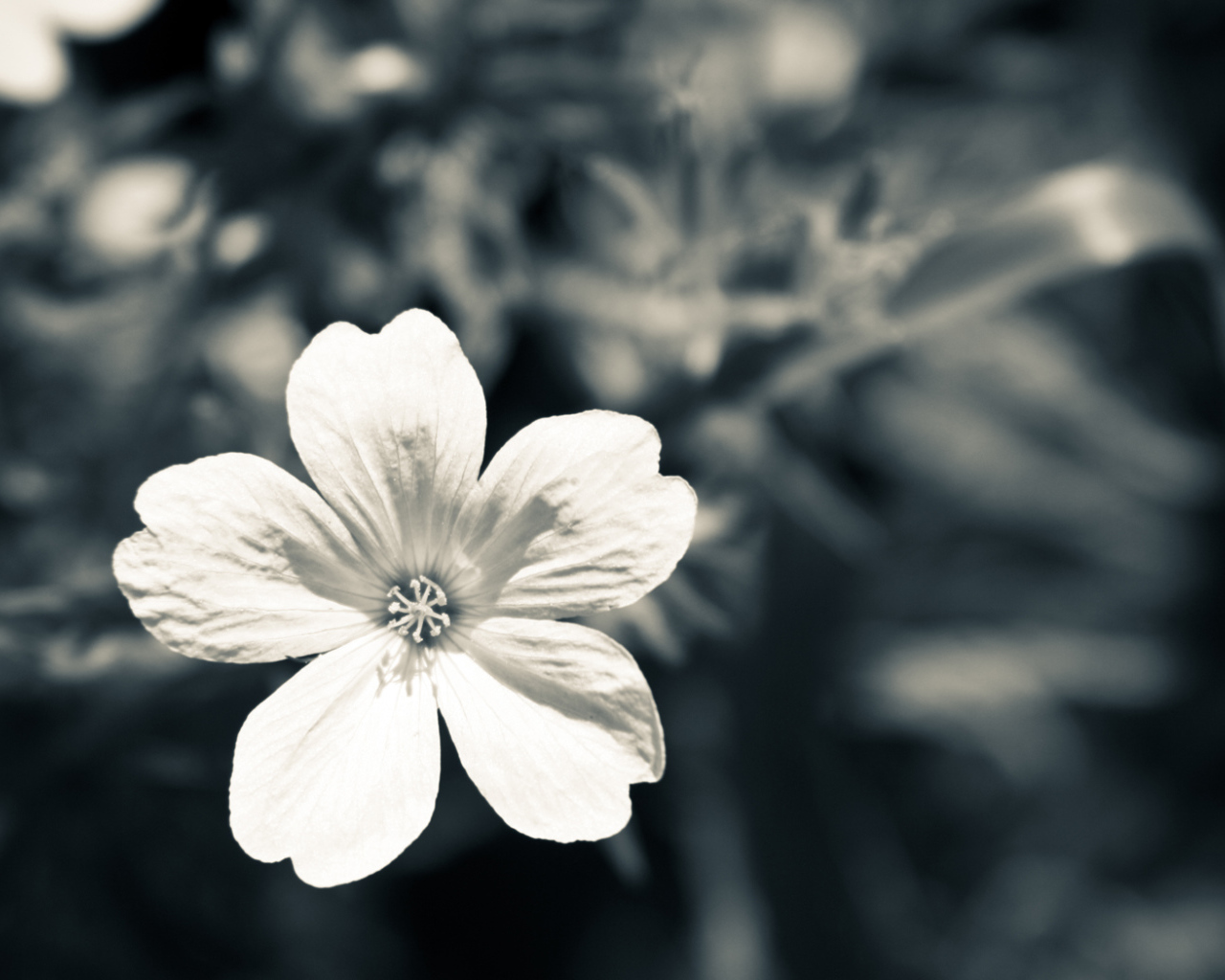 Белый цветок