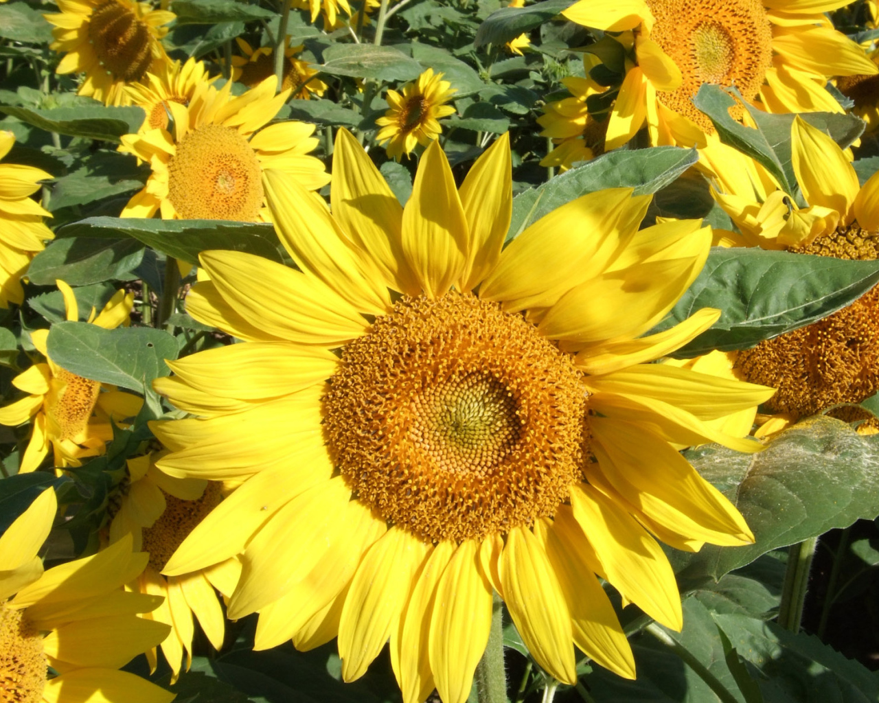 Желтый Подсолнух