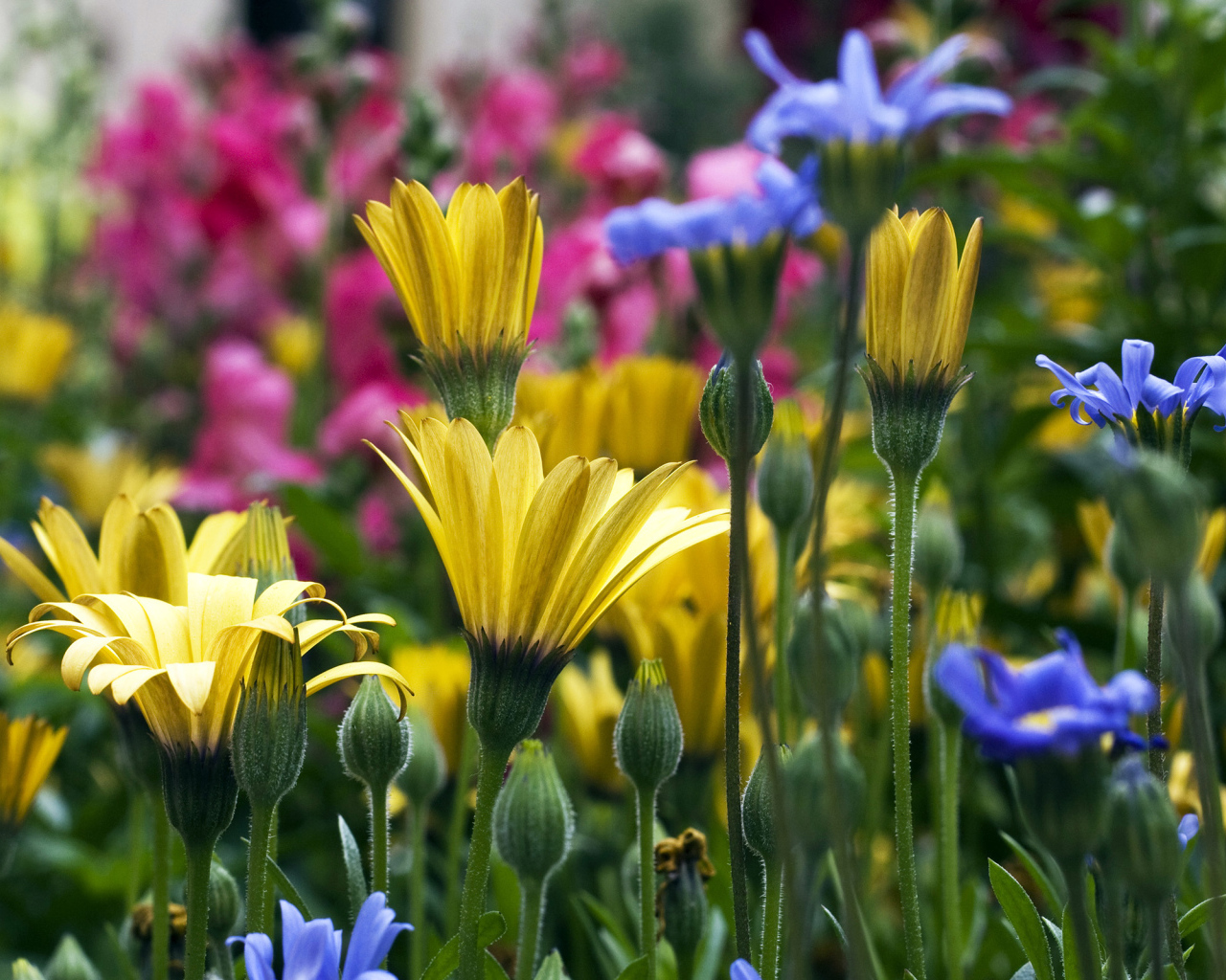 Желтые цветы