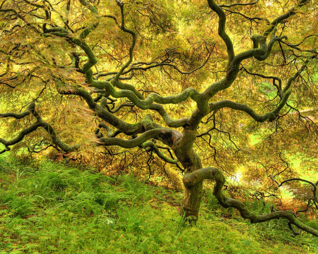 Красивое дерево