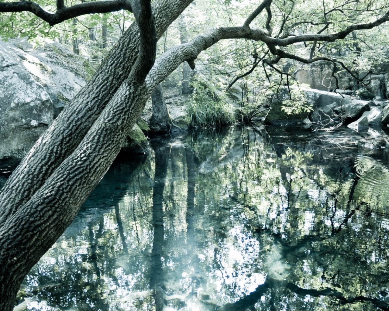 Чистое озеро в лесу