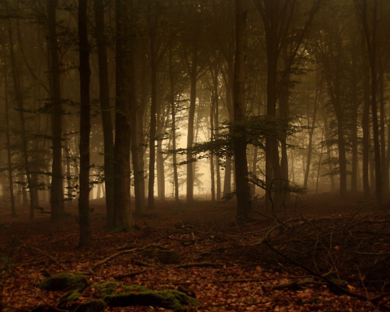 Дремучий лес