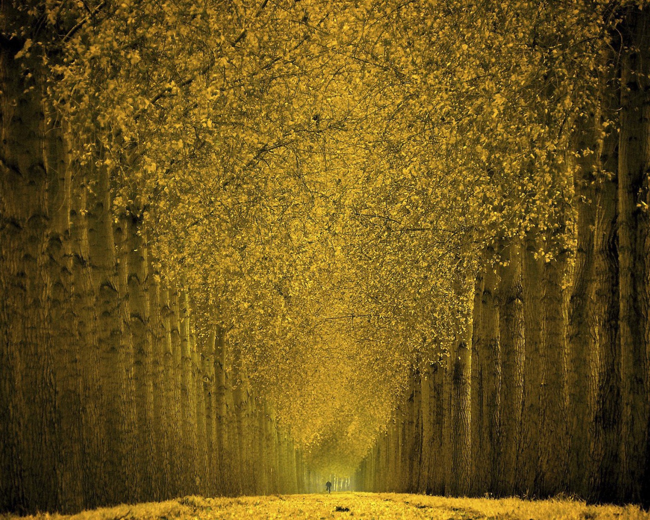 Фантастический лес