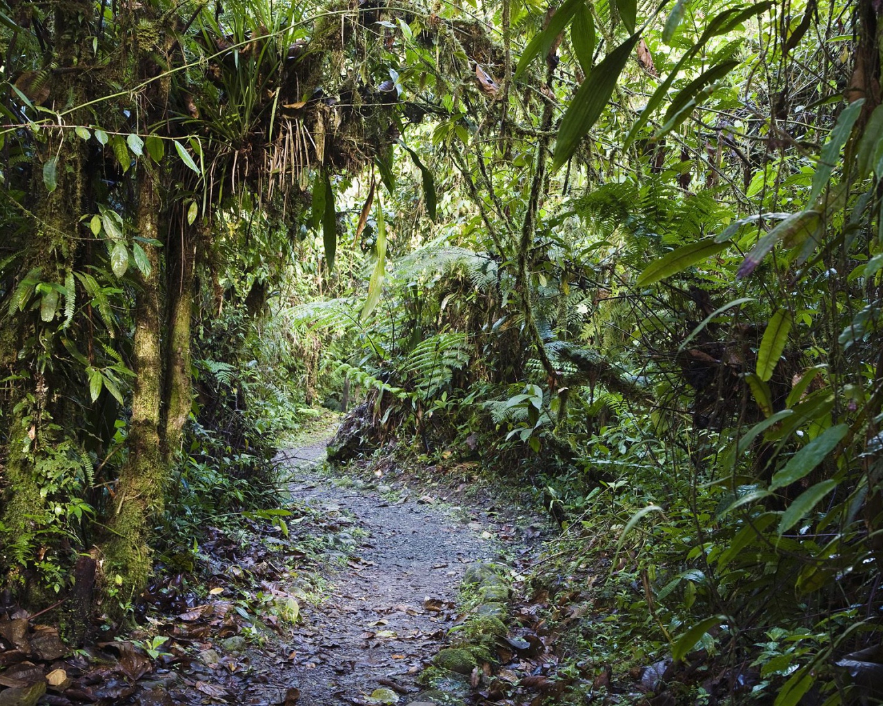 Тропинка через заросли