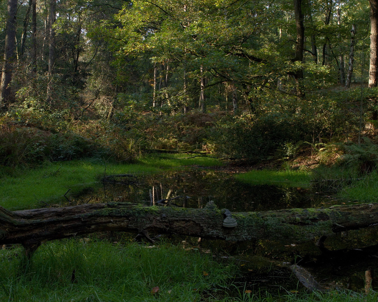 Лесной пруд