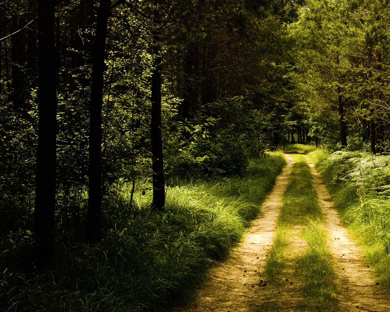 Лесная тропинка