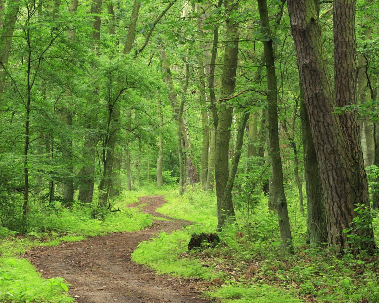 Лесная тропа