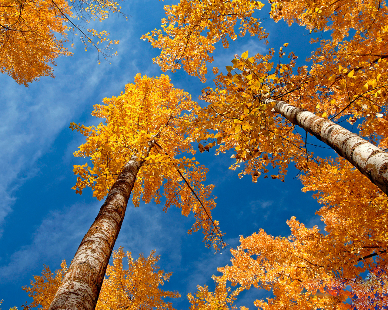 Золотые березы