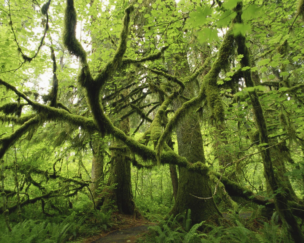 Лес поросший мхом