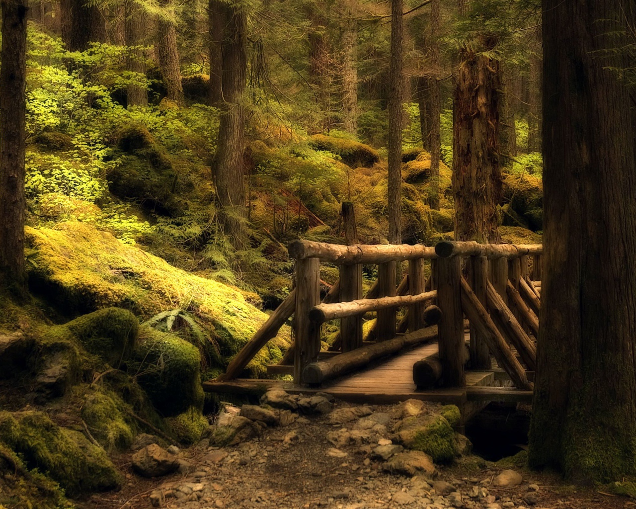 Таинственный лес