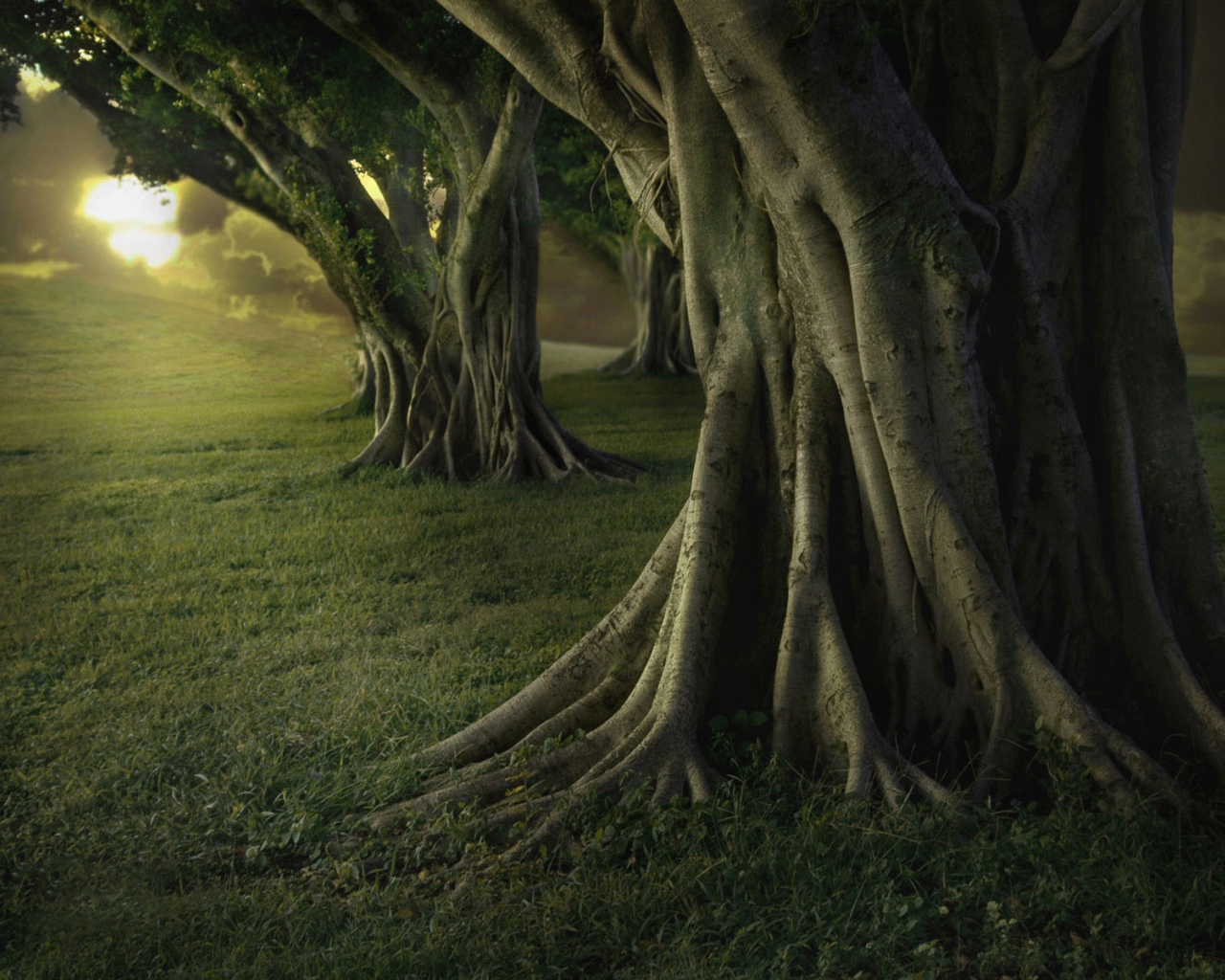 Старые деревья