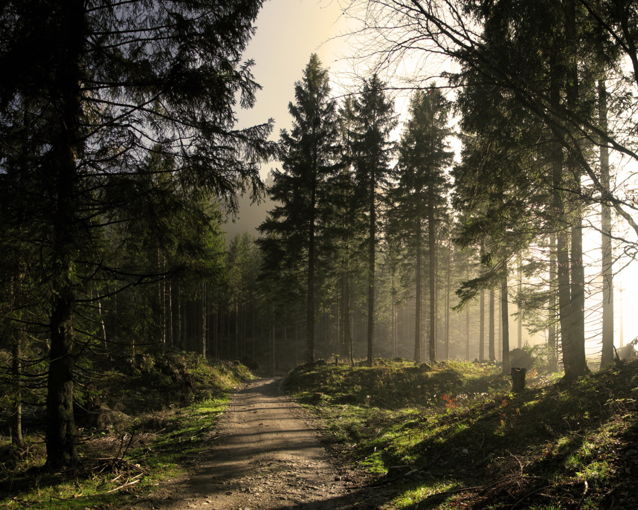 Сосновый лес