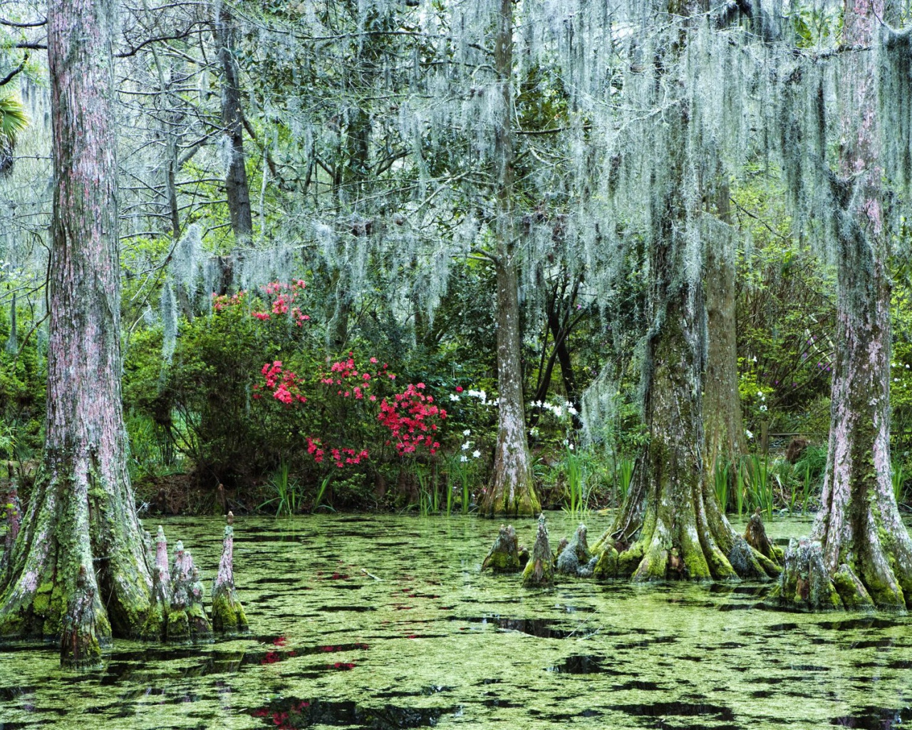 Затонувший лес