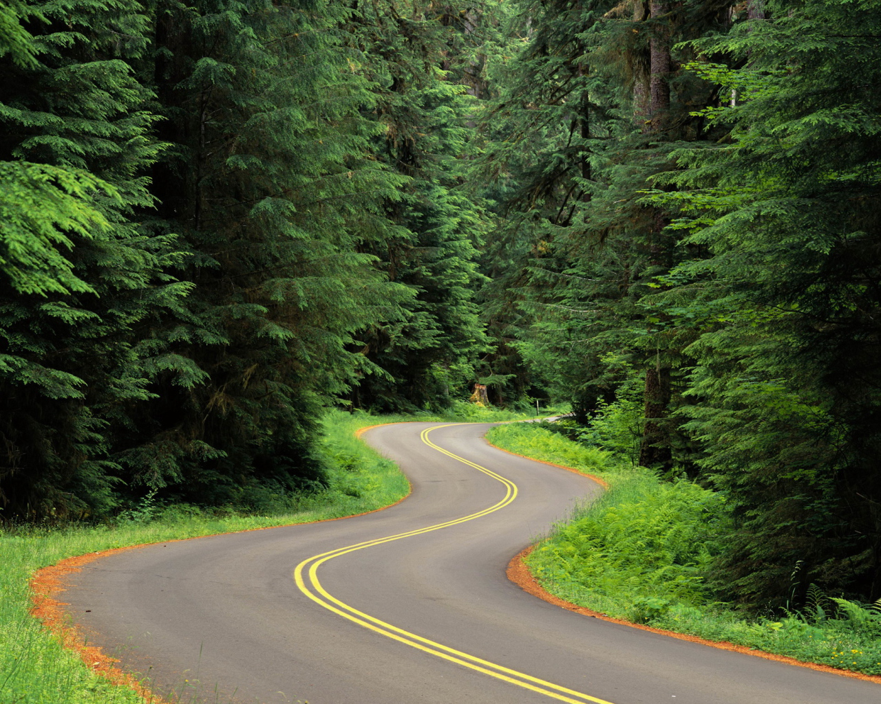 Извилистая лесная дорога