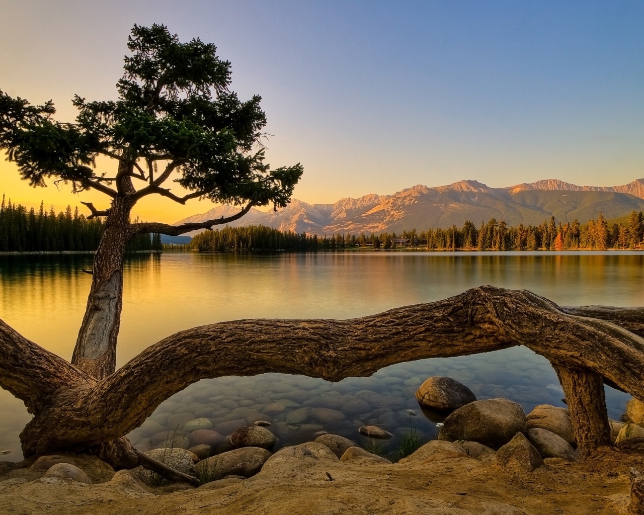 Дерево тарантул