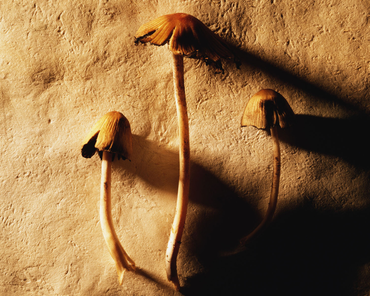 Маленькие грибочки