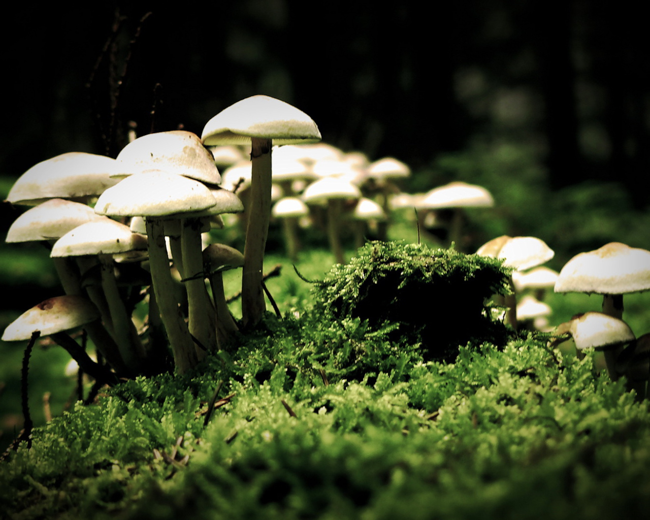 Грибные шляпки