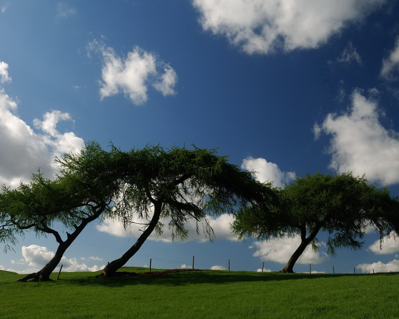 Трава деревья облака